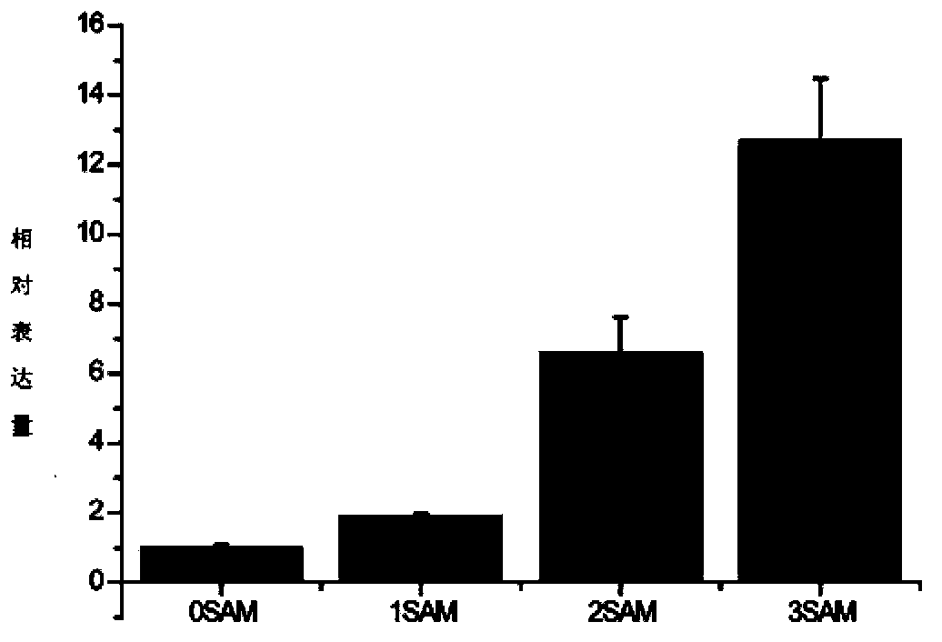 Upland cotton protein GhMADS22, and coding gene and application thereof