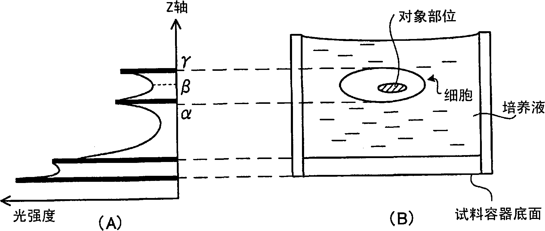 Focal position determining method, focal position determining apparatus, feeble light detecting apparatus and feeble light detecting method