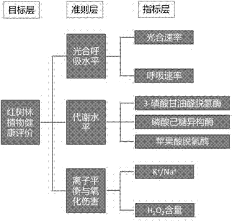 Method for evaluating health condition and human-induced restoration effect of mangrove forest and application thereof