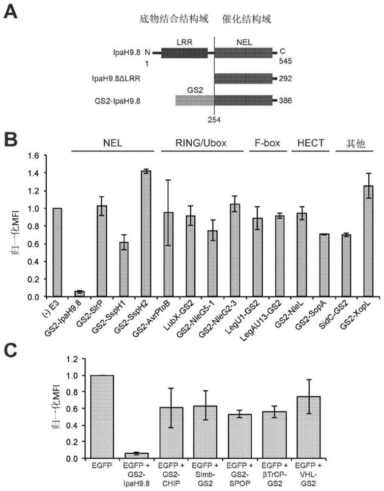 Broad-spectrum proteome editing with an engineered bacterial ubiquitin ligase mimic