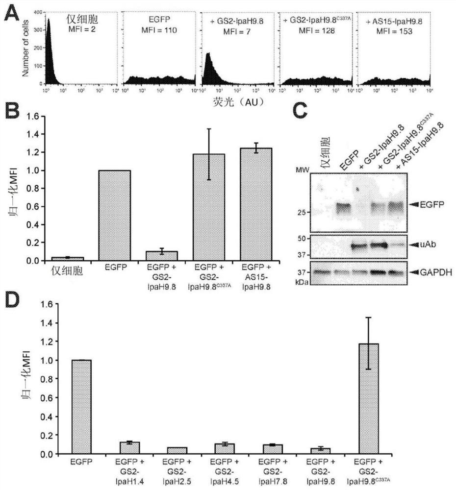 Broad-spectrum proteome editing with an engineered bacterial ubiquitin ligase mimic