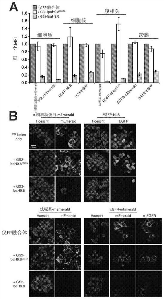 Broad-spectrum proteome editing with an engineered bacterial ubiquitin ligase mimic