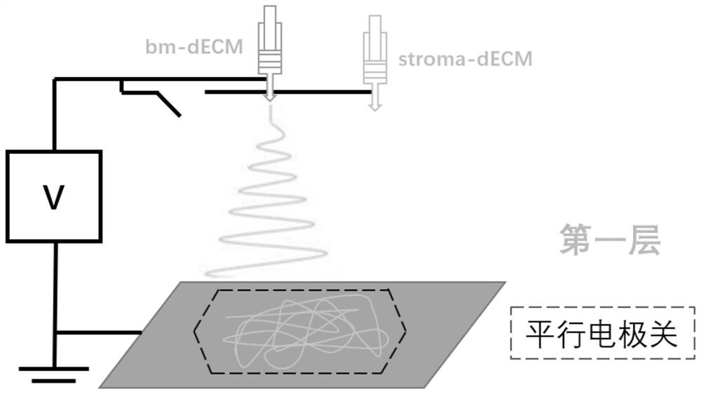 Bionic tissue engineering scaffold and preparation method thereof