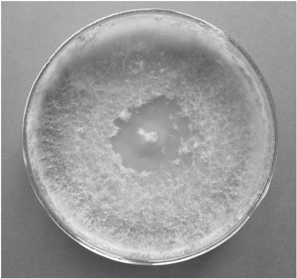 Trichoderma harzianum JSNL1404 and application thereof