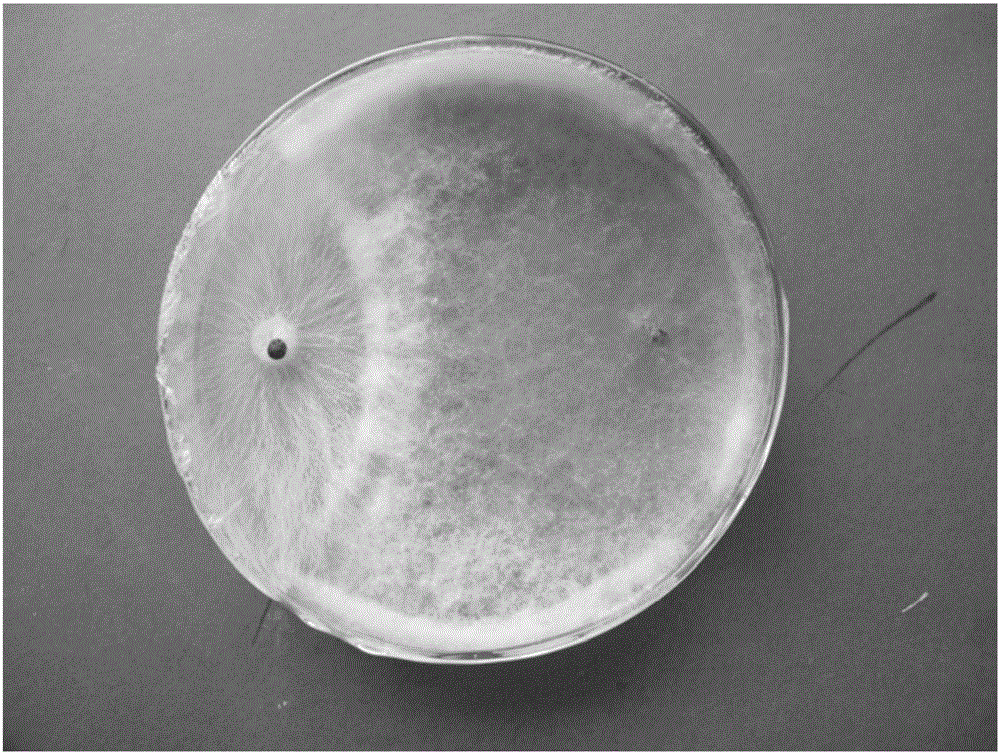 Trichoderma harzianum JSNL1404 and application thereof