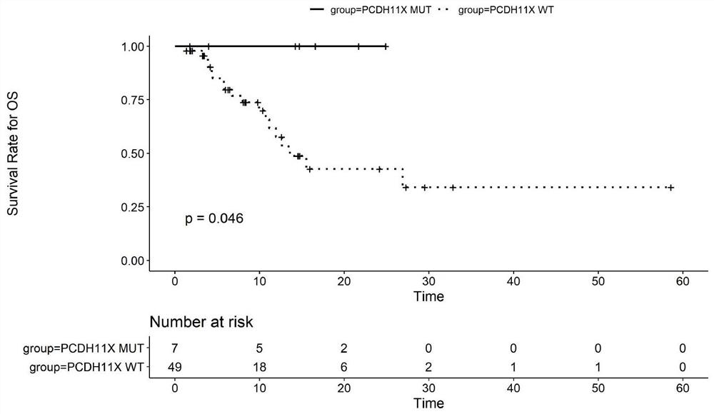 Application of PCDH11X mutation in predicting sensitivity of non-small cell lung cancer patient to immune checkpoint inhibitor therapy