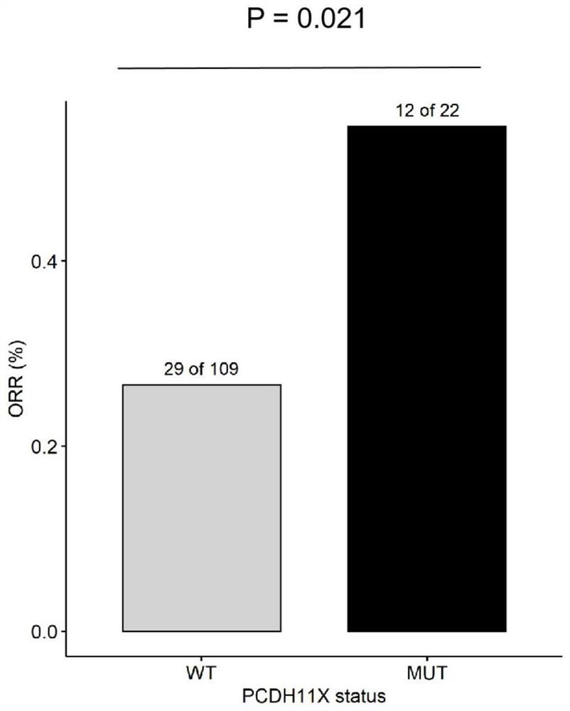 Application of PCDH11X mutation in predicting sensitivity of non-small cell lung cancer patient to immune checkpoint inhibitor therapy