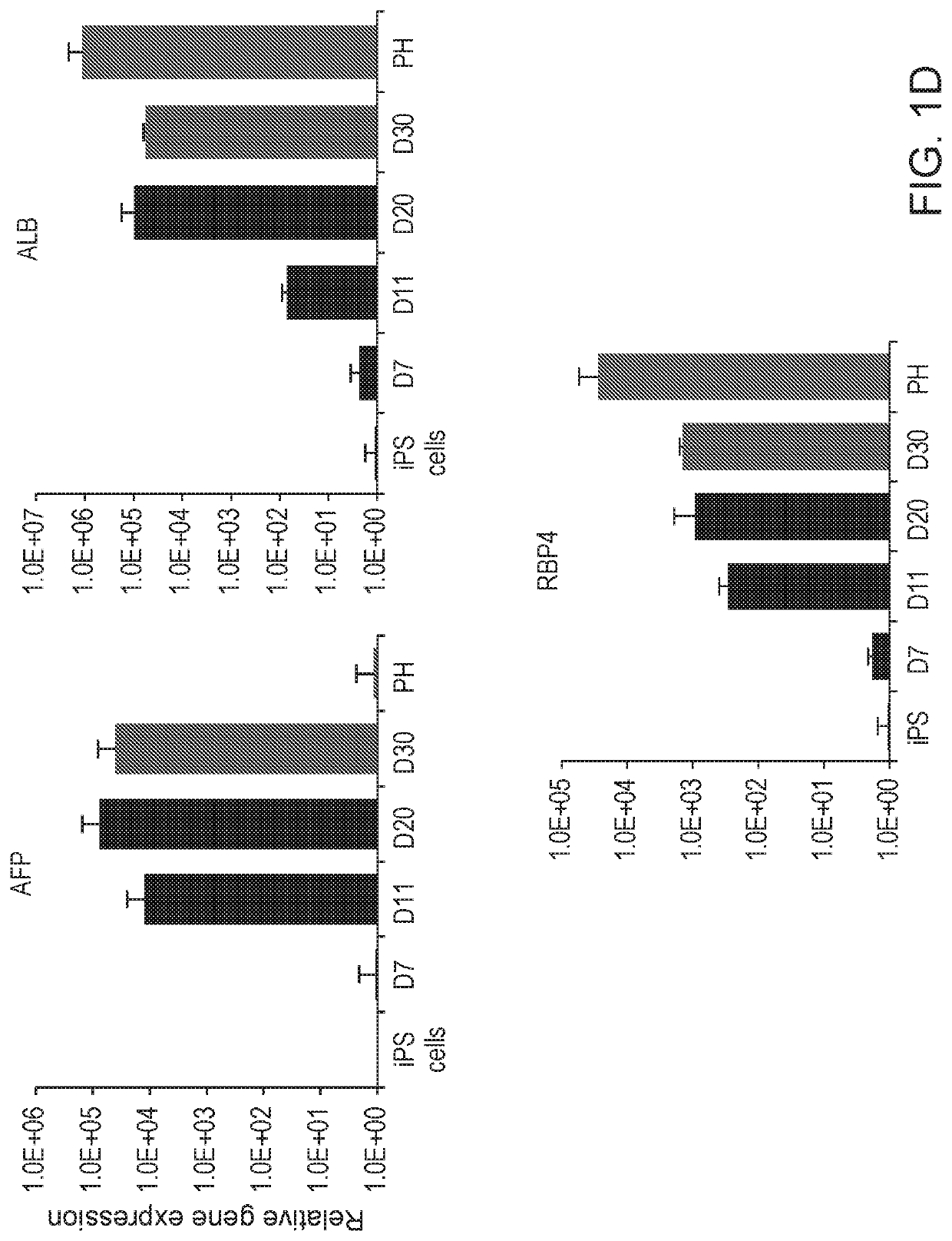 Liver organoid compositions and methods of making and using same