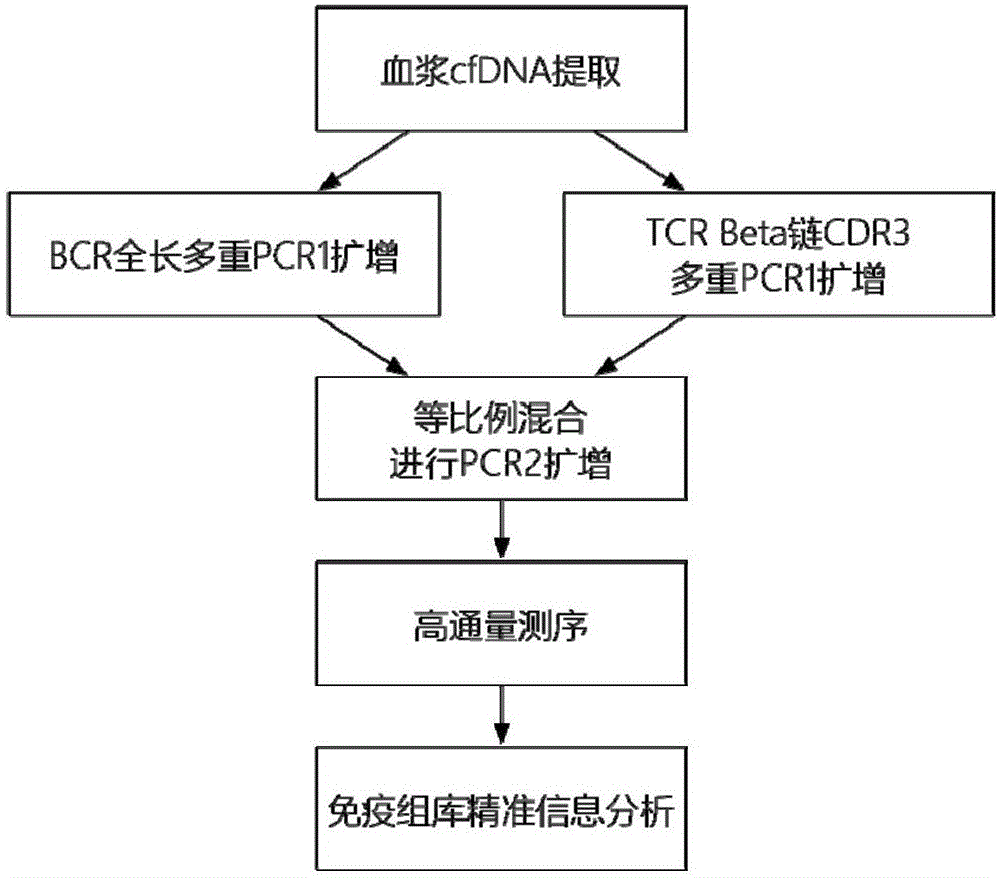 Method for detecting BCR and TCR immune repertoire in blood plasma cfDNA