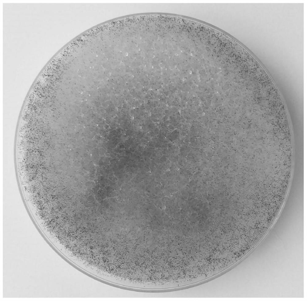 Method for extracting mulberry leaf polysaccharide by utilizing microbial fermentation method