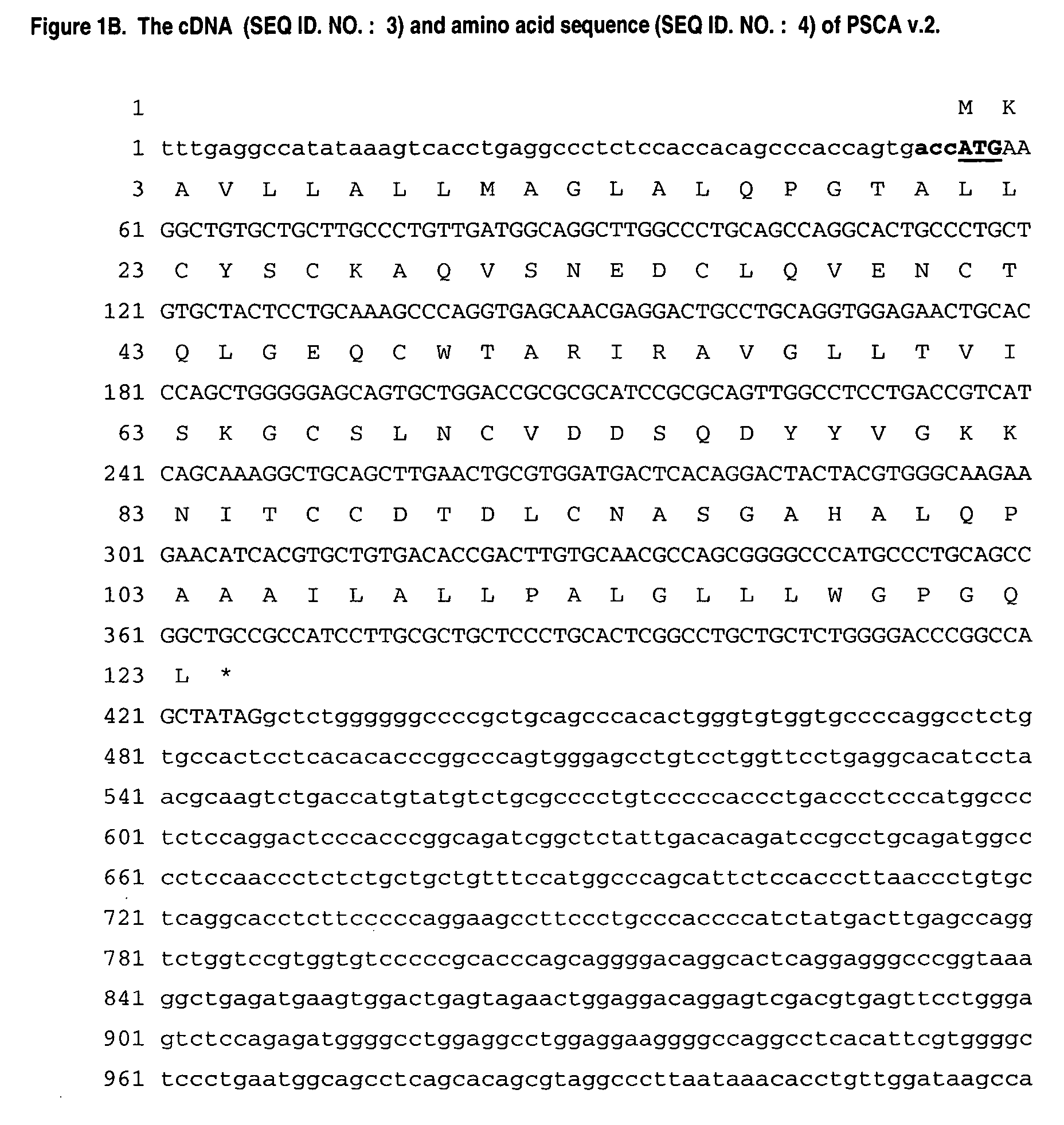 Antibodies and related molecules that bind to PSCA proteins