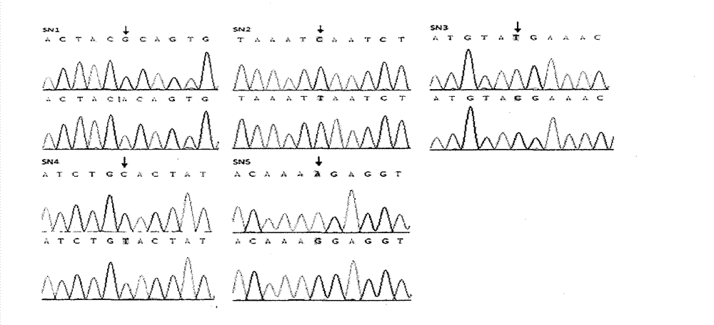 SNPs (Single nucleotide polymorphisms) sites of SPAG6 (Sperm associated antigen 6) gene for screening chicken with excellent sperm quality, heplotype composition thereof and application of heplotype composition