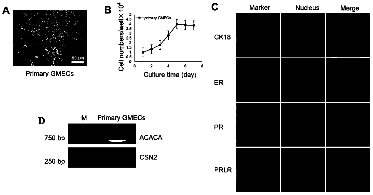 Building method of secreting type Laoshan dairy goat mammary gland epithelial cell line