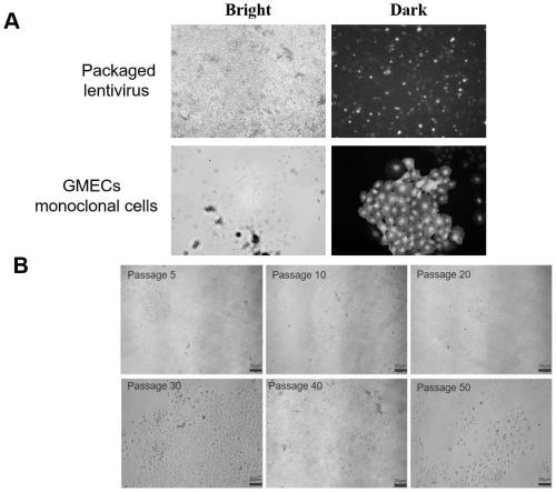 Building method of secreting type Laoshan dairy goat mammary gland epithelial cell line