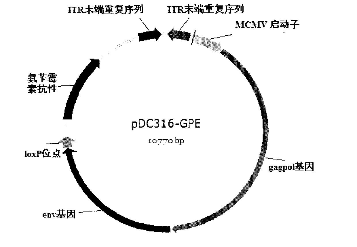 Recombined adenovirus vaccine for preventing AIDS