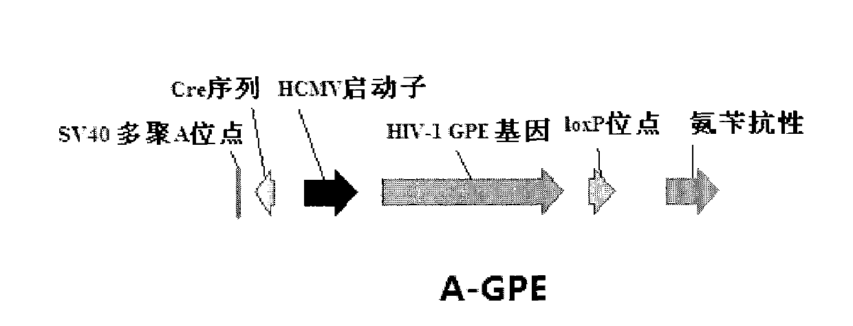 Recombined adenovirus vaccine for preventing AIDS