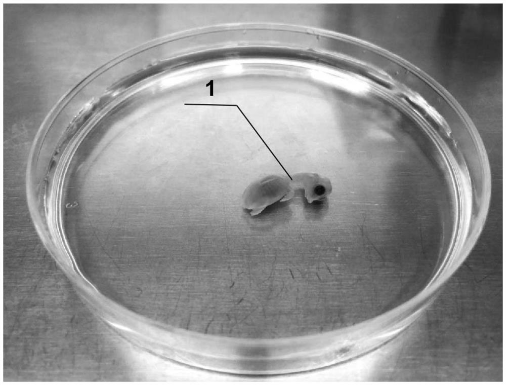 Method for constructing in-vitro culture and damage model of pelodiscus sinensis embryonic period skirt fibroblasts