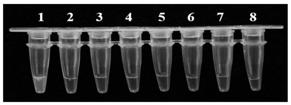 Lamp primers and detection kits for detection of Peach Nitella