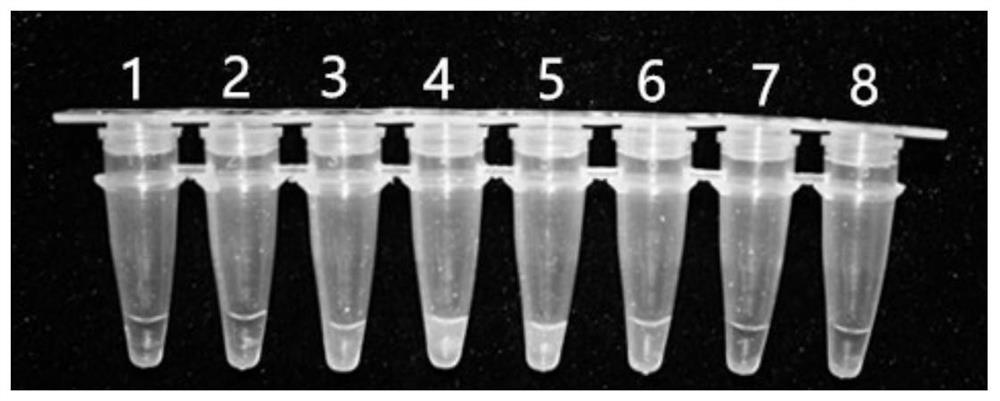 Lamp primers and detection kits for detection of Peach Nitella