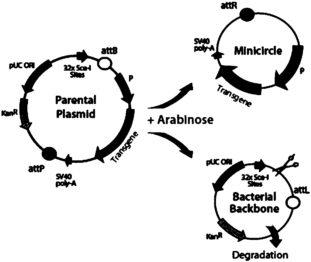 Method of using annulet free carrier to efficiently reprogramming blood cells to generate iPSC