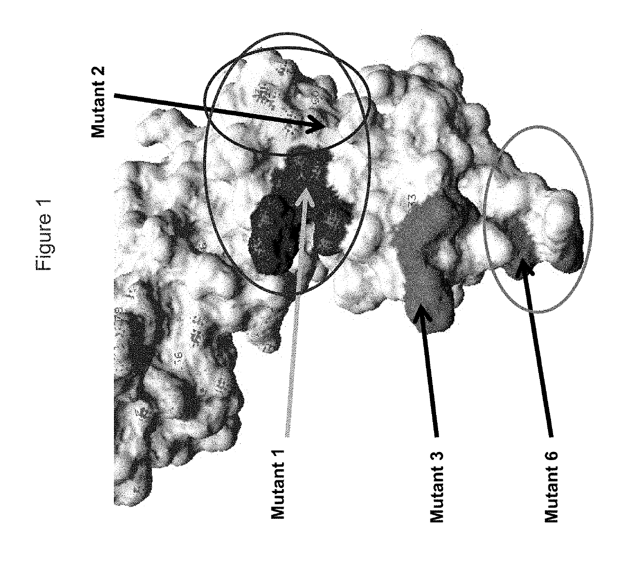 KIR3DL2 binding agents