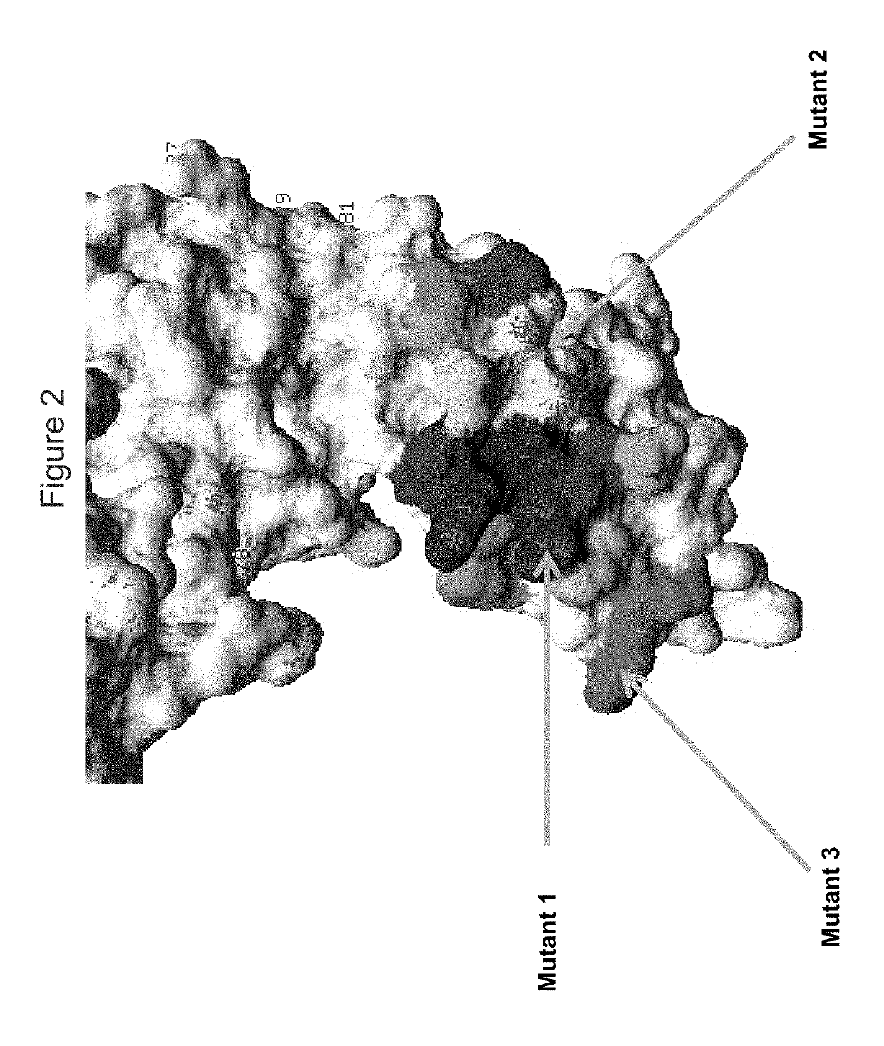 KIR3DL2 binding agents