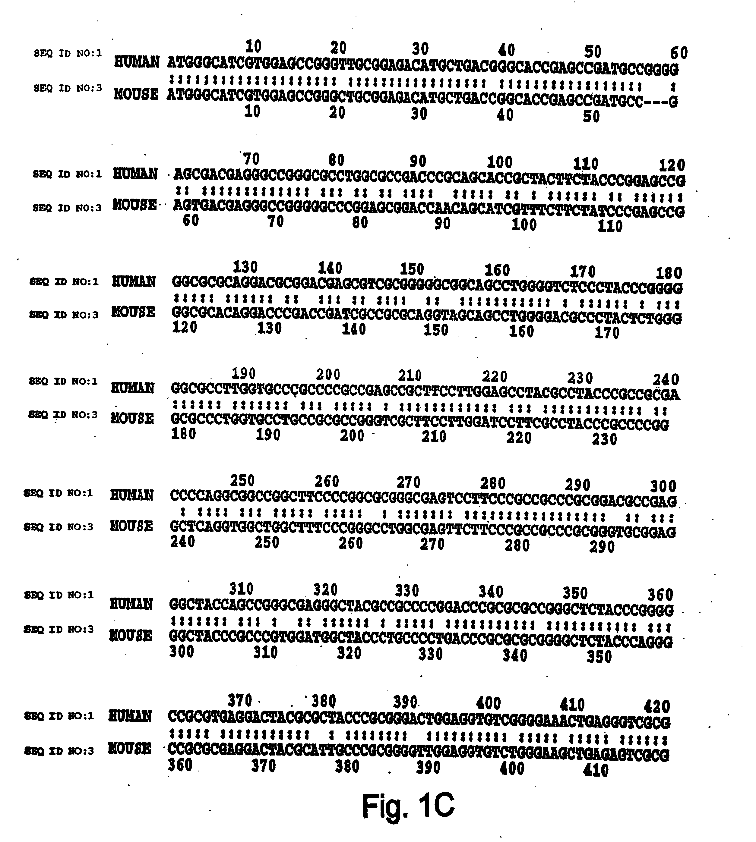 Modulation of Th2 lineage commitment by T-bet