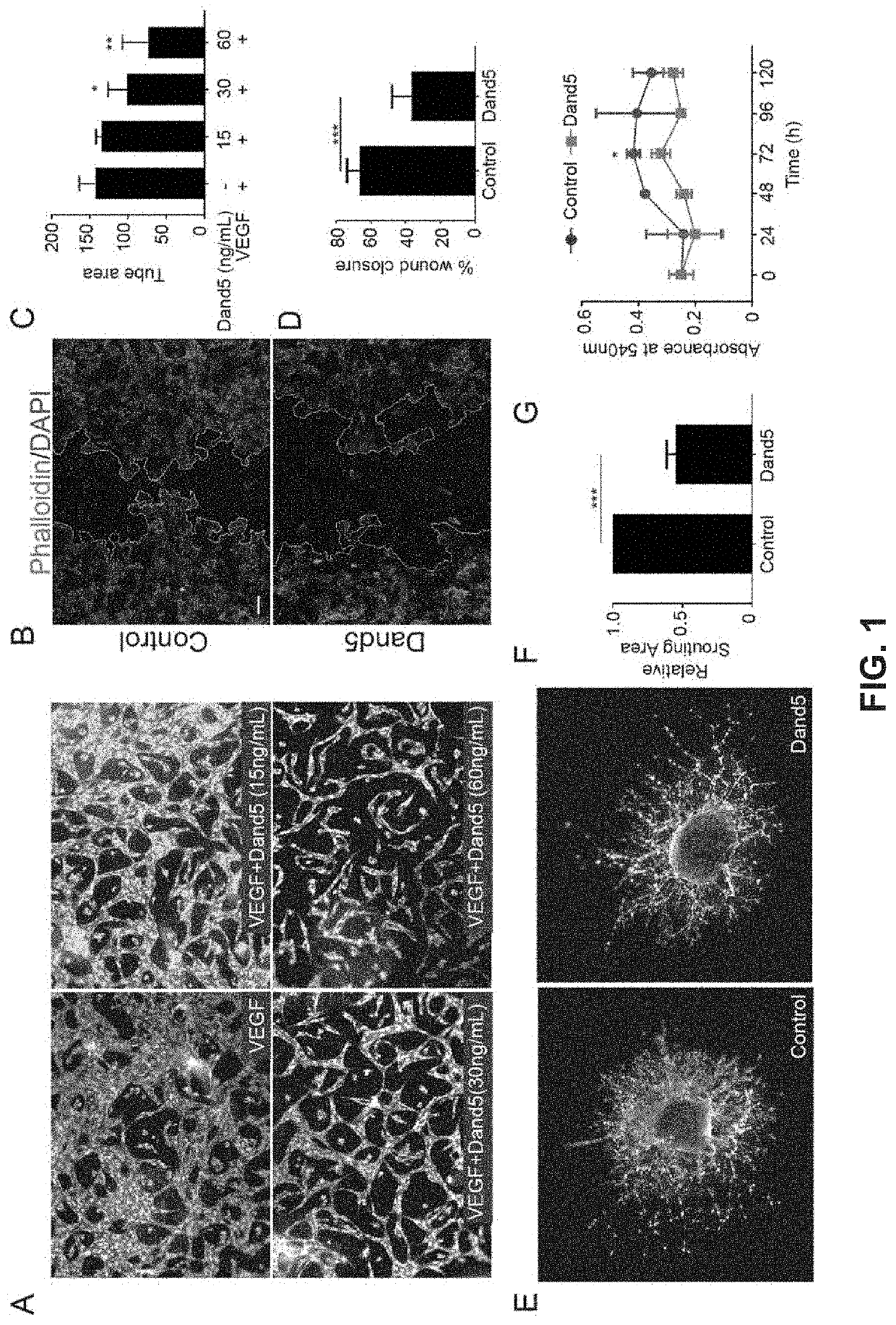 Uses of dan family bmp antagonists for inhibiting ocular neovascularization and treating ocular conditions