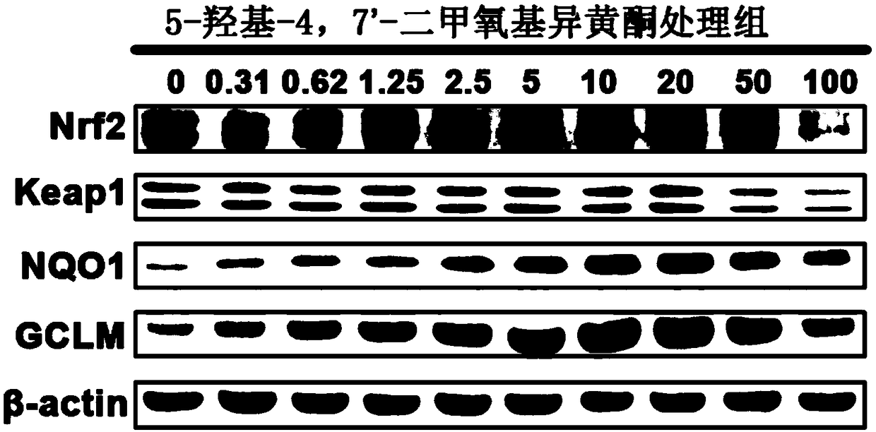 Separating method of isoflavone derivatives and application thereof