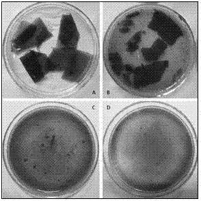 A kind of kelp-degrading bacteria and its method for preparing kelp juice