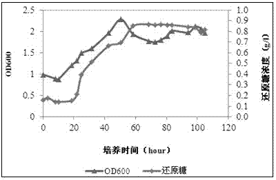 A kind of kelp-degrading bacteria and its method for preparing kelp juice