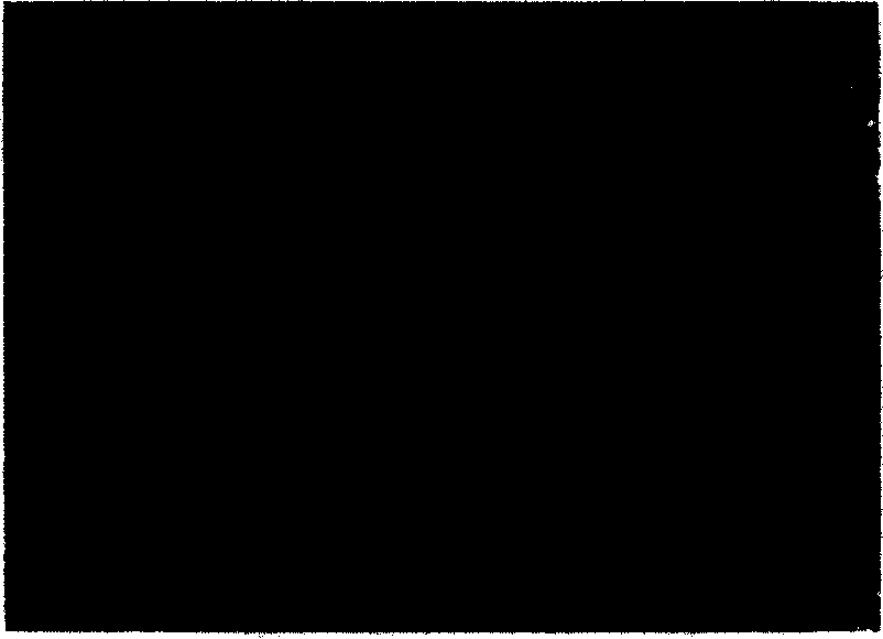 Process for preparing composite material of carbon nano tube/NiZn ferrite