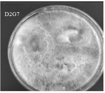 Plant endophytic fungus phomopsis D2G7 and application thereof