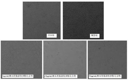 Extraction process of moringa fat-soluble polyphenol compound and application of compound