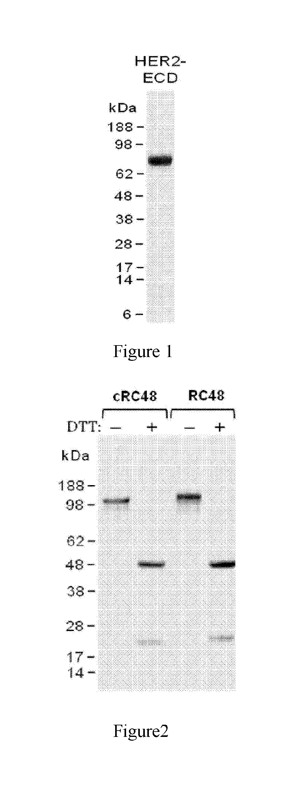 Anti-her2 antibody and conjugate thereof