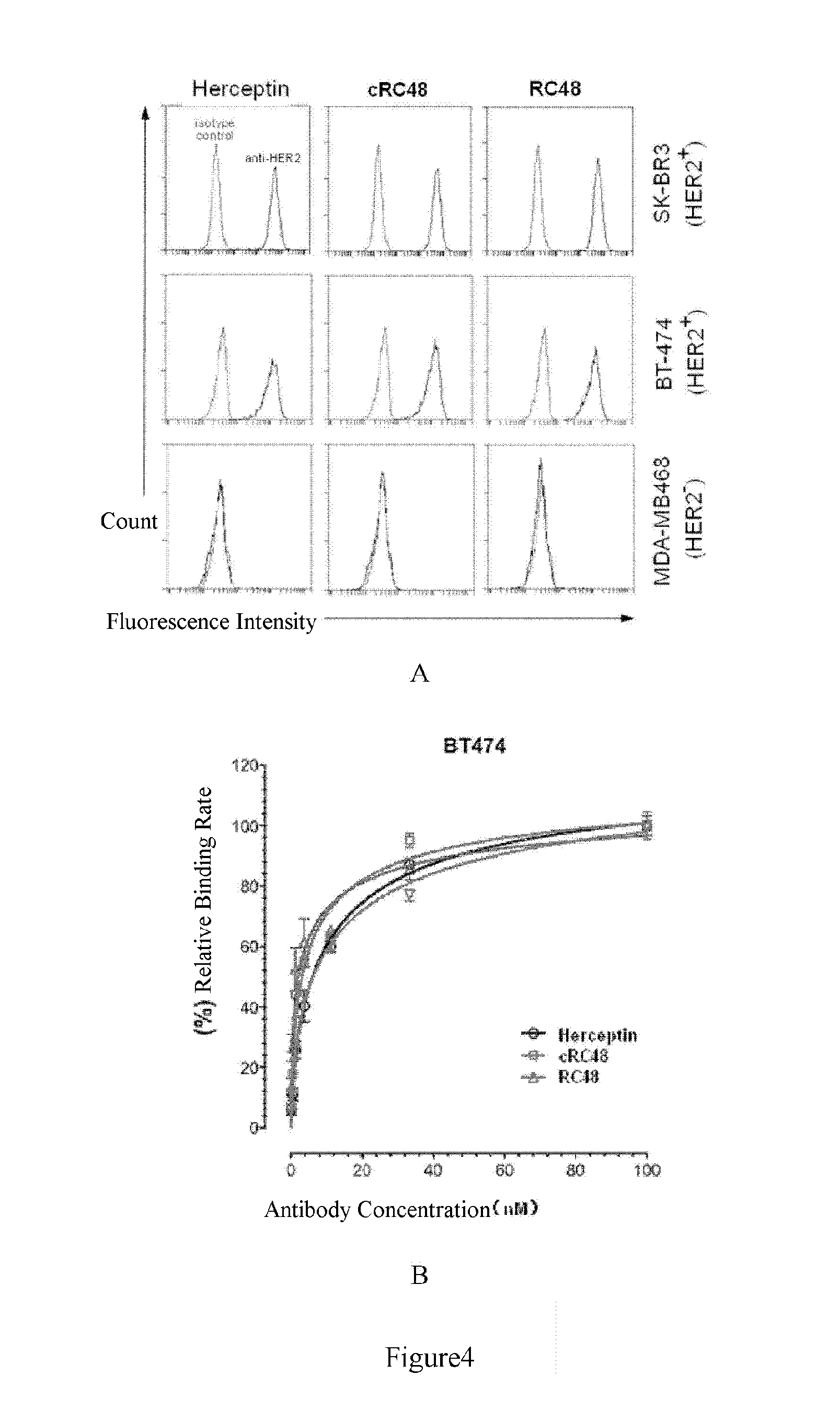 Anti-her2 antibody and conjugate thereof