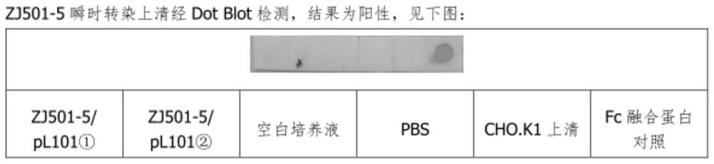 Application of human sDR5-Fc recombinant fusion protein in preparation of drugs for preventing and treating liver ischemia-reperfusion injury