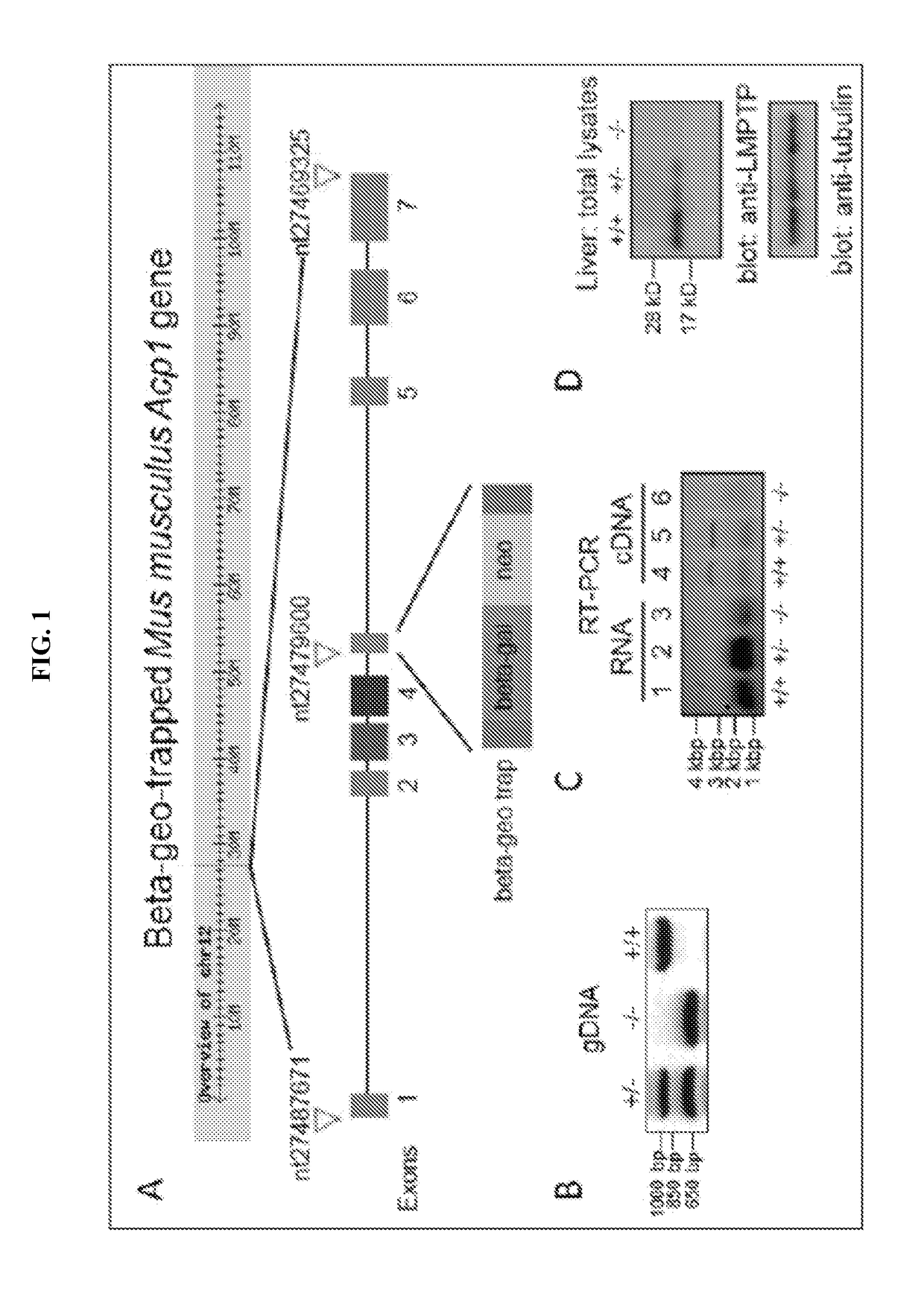 Inhibitors of Low Molecular Weight Protein Tyrosine Phosphatase and Uses Thereof