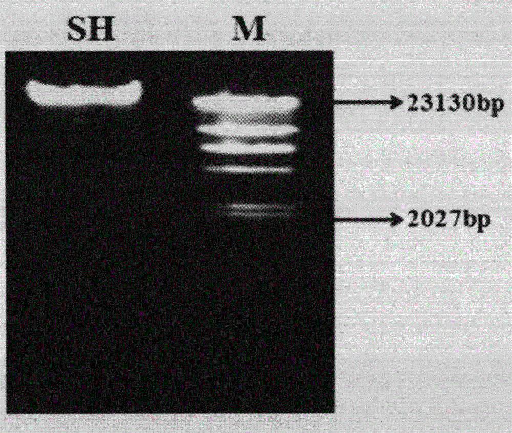 Preparation method of Yupingfeng herb residue polysaccharide synbiotic and application of synbiotic in immunoregulation