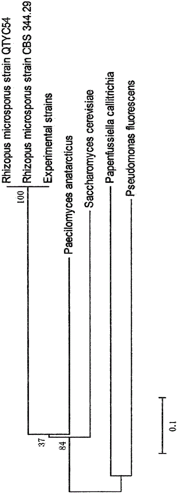 Preparation method of Yupingfeng herb residue polysaccharide synbiotic and application of synbiotic in immunoregulation