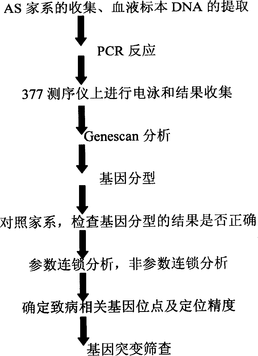 Ankylosing spondylitis pathopoiesia correlation gene IRS-1 mutant gene, detecting method and reagent kit thereof