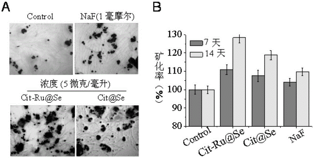 Application of ruthenium complex modified nano-selenium in promoting osteogenic differentiation of mesenchymal stem cells