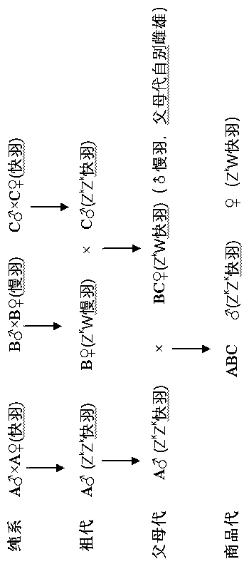 Method for cultivating medium-speed high-quality spotted-brown chickens suitable for slaughtering and living body marketing