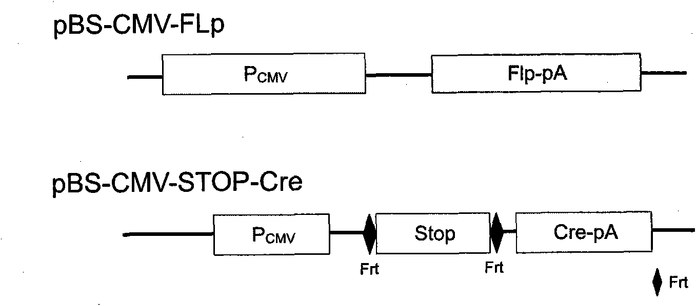 Embedded tissue-specific expressed Cre tool mice built by utilizing Flp-Frt system