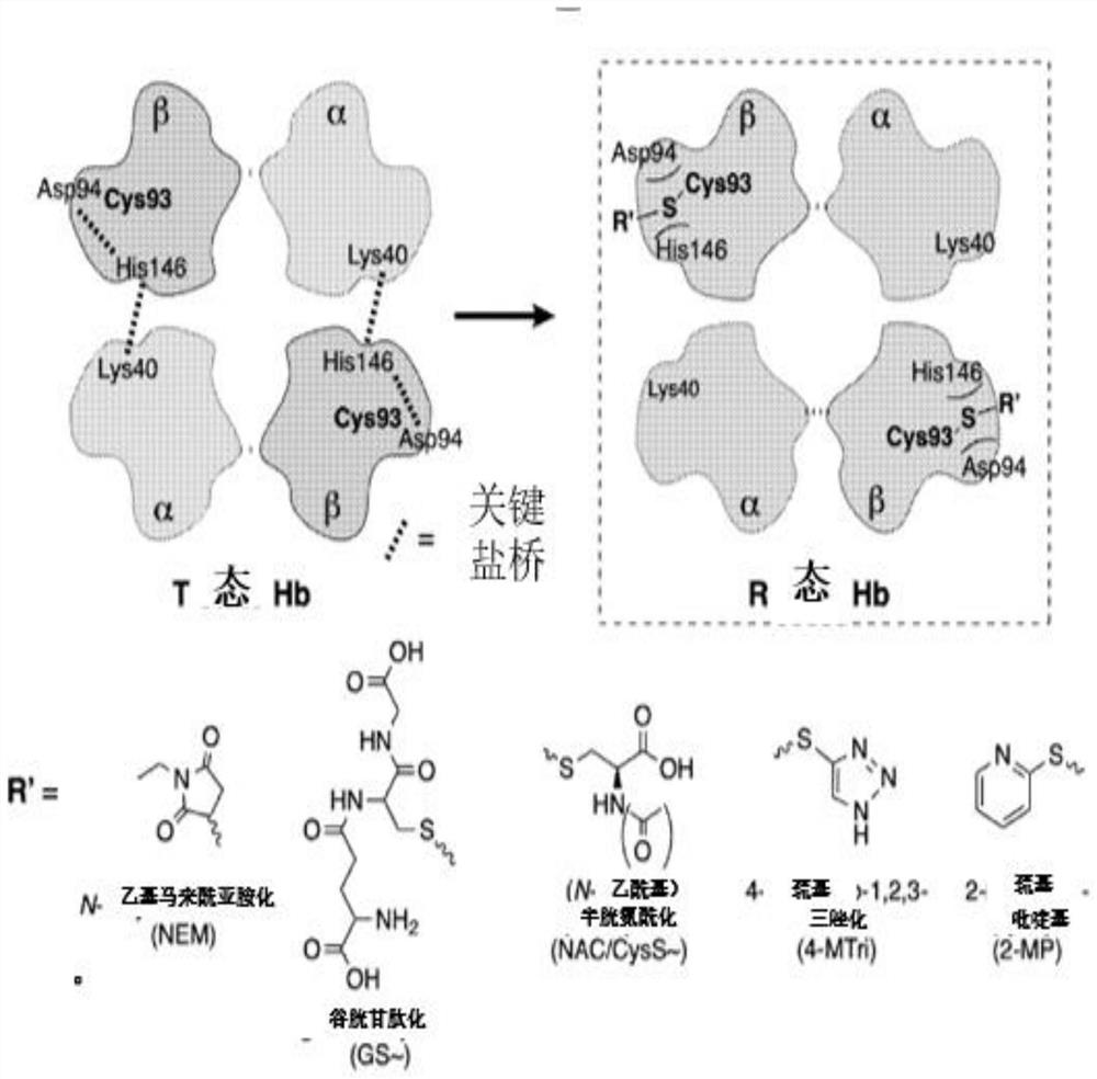 Modified hemoglobin molecules and uses thereof