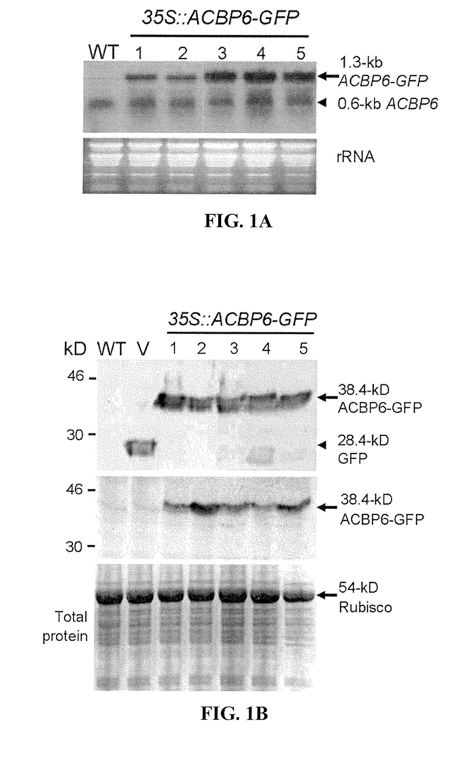 Methods using acyl-CoA binding proteins to enhance low-temperature tolerance in genetically modified plants