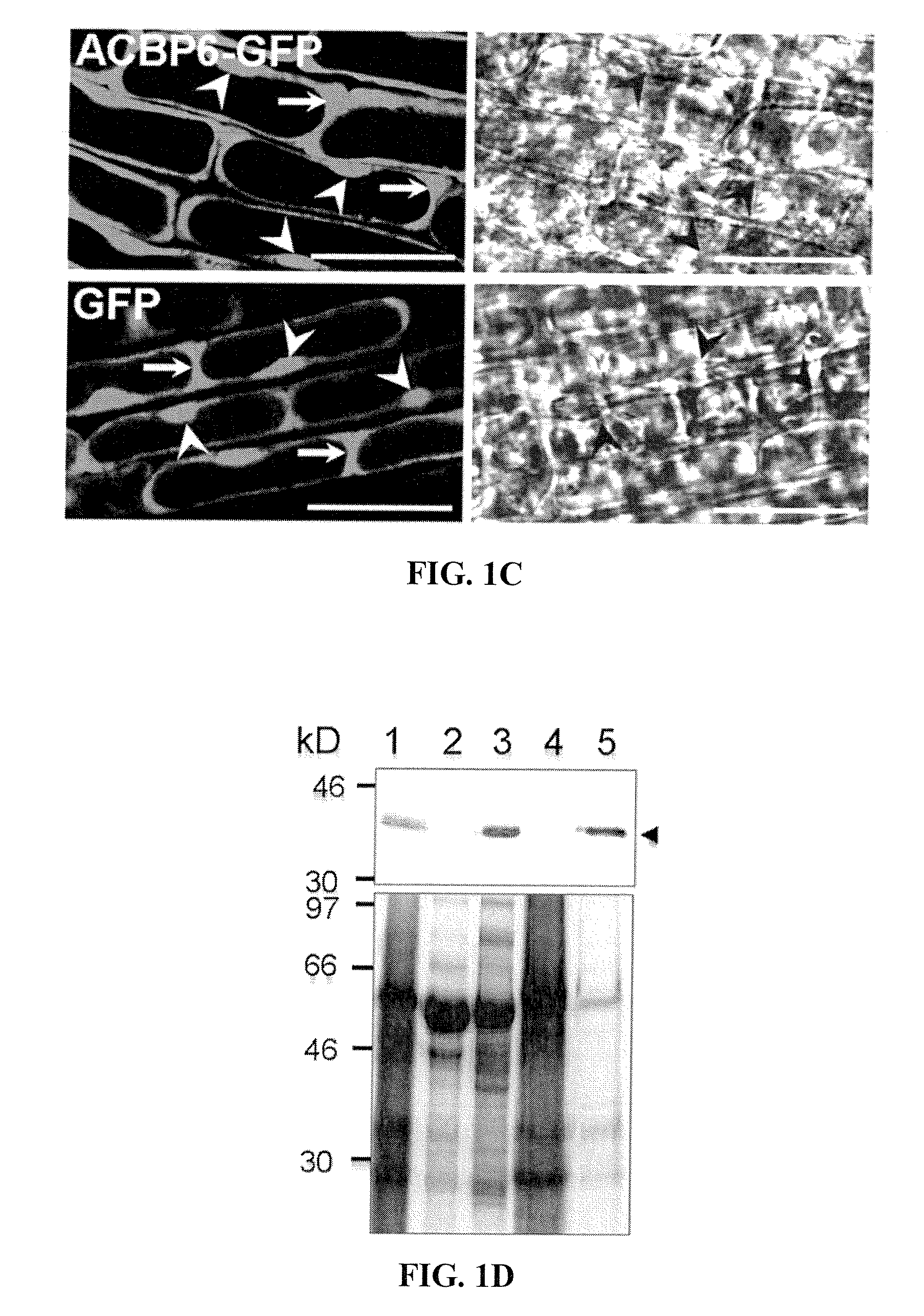 Methods using acyl-CoA binding proteins to enhance low-temperature tolerance in genetically modified plants