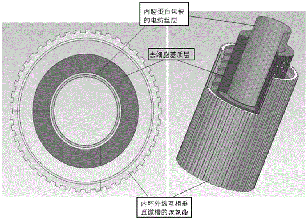 Preparation method of artificial esophagus with histological structure