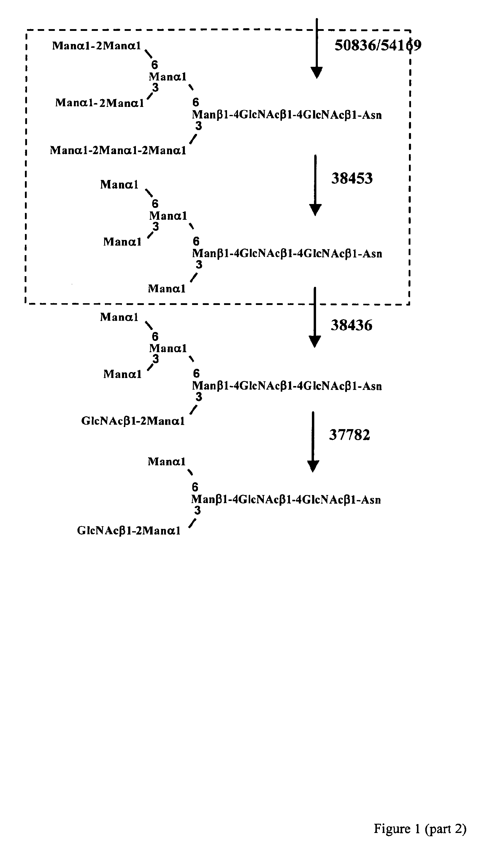 Production of glycosylated polypeptides in micro algae