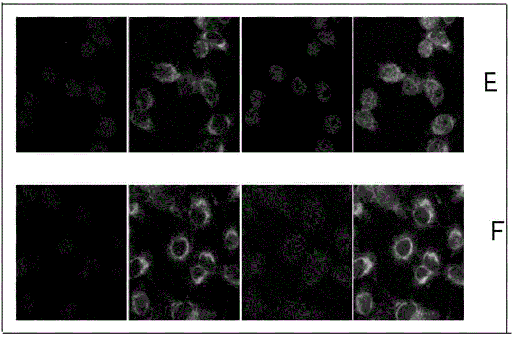 Mitochondria-targeting micelle drug delivery system capable of reversing drug resistance of tumor